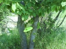Retz_6